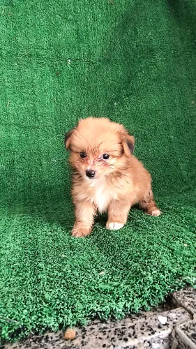 Disponível filhote de yorkshire com Lulu da pomeraneia