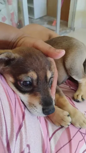 Um cachorro labrador misturado com a raça Rick siberiano,2 meses