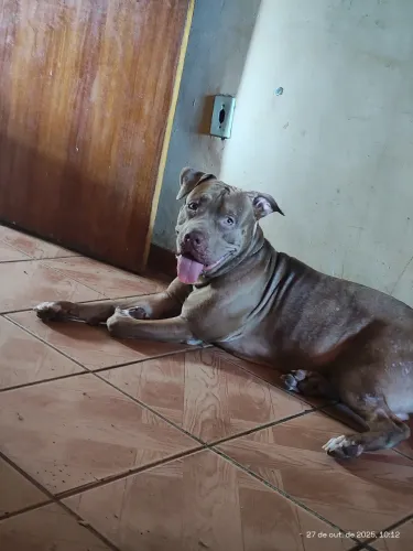 Cachorro Pitbull para adoção