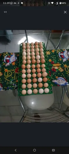 Venda de ovos de galinha de capoeira