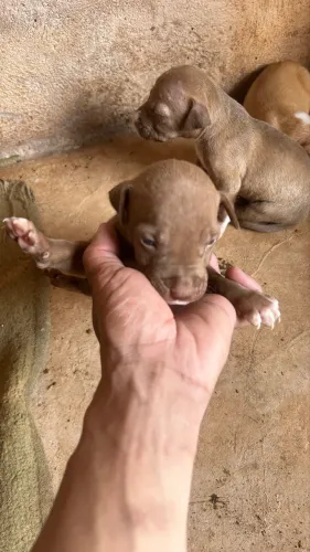 Filhotes de Pitbull