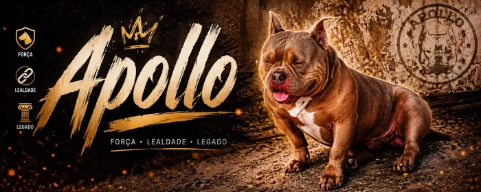 American bully 