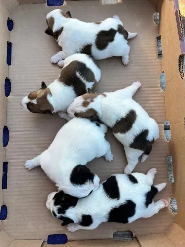 Filhotes de Jack Russel