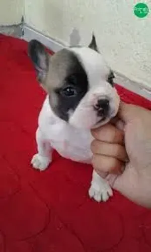 Bulldog Francês : Filhotes para quem quer Qualidade