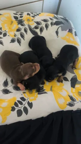 Pinscher 1.200