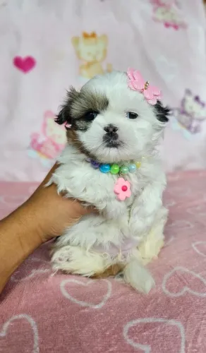 Filhotes de Shih Tzu/ Shitzu bem mansinhos baby macho e fêmea vacinados com garantias