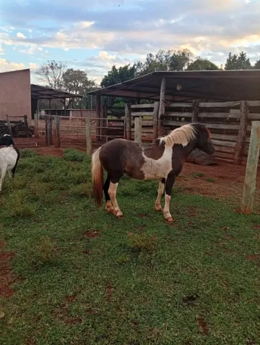 Casal Cavalo Pônei
