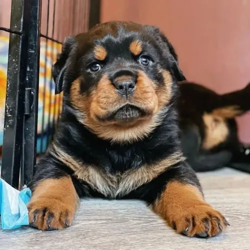 Rottweiler - Um Cachorrinho Que Conquista Por Natureza