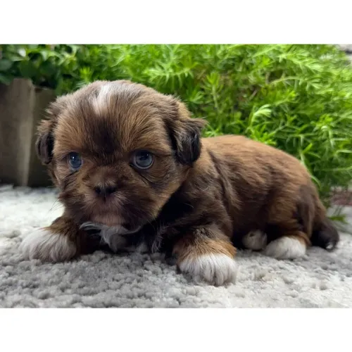 Lhasa Apso/ Muito amor,carinho de sobra e latida contadas.