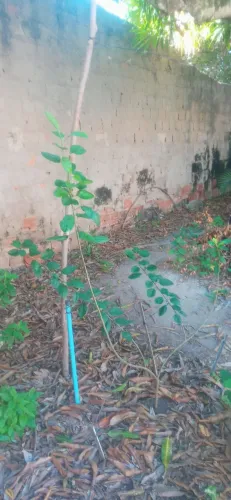 Muda se maça por estaquia