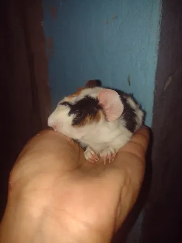 Porquinho da índia abissino