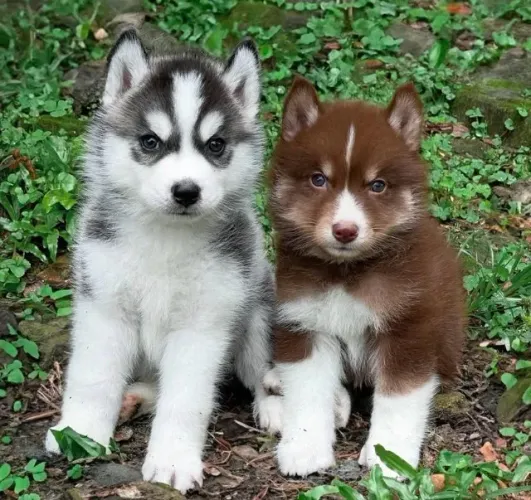 Filhotes de Husky Siberiano | Um filhote para deixar tudo mais leve.