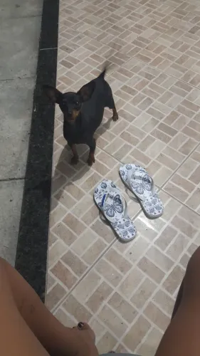 Pinscher fêmea disponível,  2 anos 