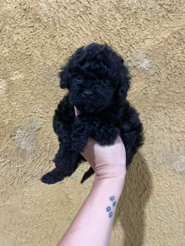 Poodle Toy vendas com garantia macho