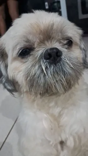 Shih Tzu Macho 4 anos