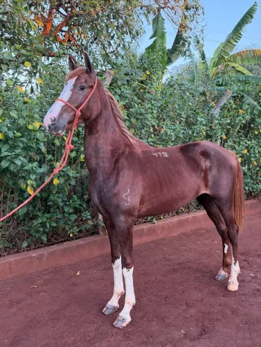 Potro Mangalarga Paulista Registrado