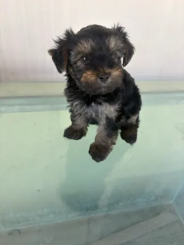 Yorkshire Terrier Macho - Pronto para um Novo Lar