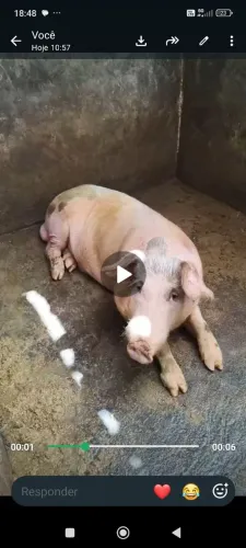 Porco caipira