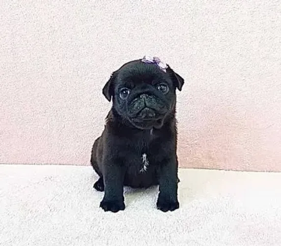 Filhote Pug Fêmea pequena Com Garantia