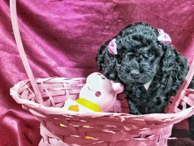 ? Poodle | Filhotes Lindos e Criados com Muito Carinho