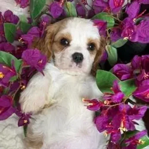 Cavalier King Charles Spaniel,Cavalier King Charles Spaniel Filhote Disponível Alta Qualid