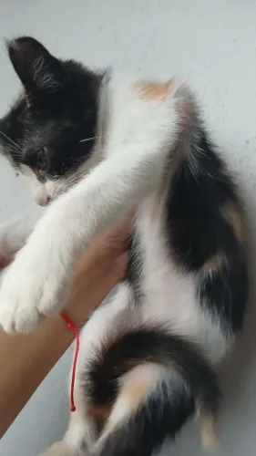 Doação de gatinha tricolor