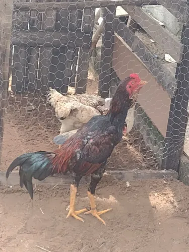 Galinhas e galo de raça