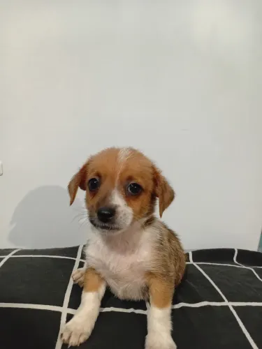 Vendo Filhote de Pinscher Misturado com Shih Tzu.