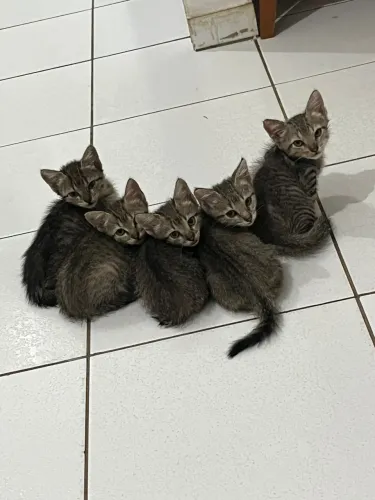 Filhotes para adoção responsável 