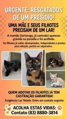 Gatinhos para adoção responsável