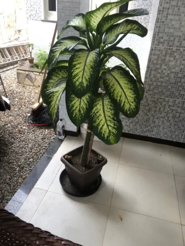 Plantas