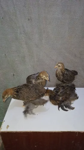 Quarteto de brahma Perdiz.<br>Sendo<br>1 macho <br>3 femeas<br>40 dias.