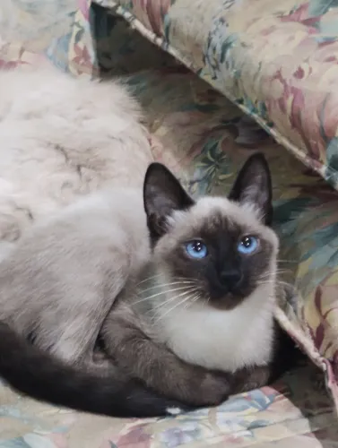 Gato Siamês