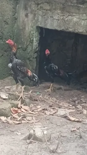 Galo de raça