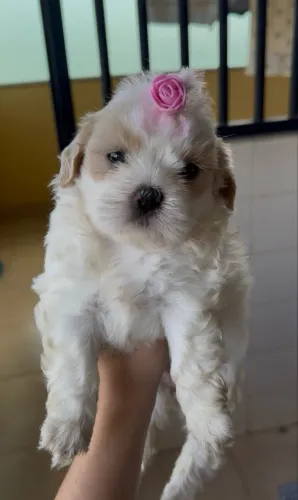 Shih tzu femea mini branquinha legítima