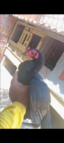 Vendo franga de 2segunda postura