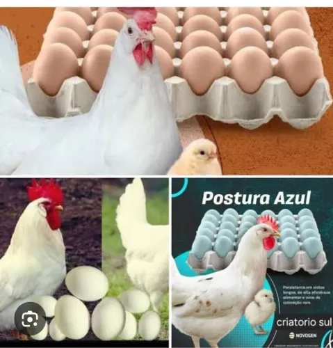 Ovos férteis poedeira 