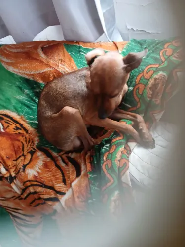 Tô vendendo por 400 da raça pinscher macho adulto
