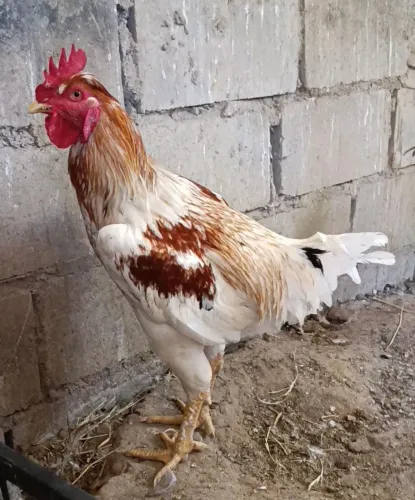 Frango Mestiço GSB x Caipira Gigante