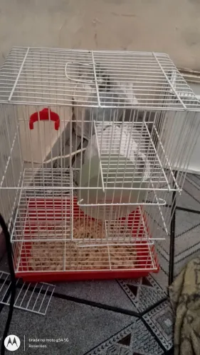 Vende-se gaiola de hamster