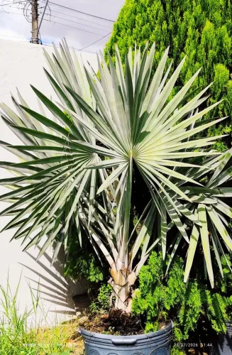 Palmeira Azul ( Bismarckia Nobilis)