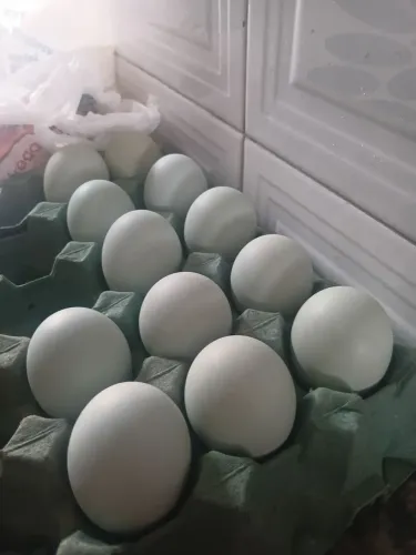 Ovos fértil  galinha  ameraucana Ovos  azul 