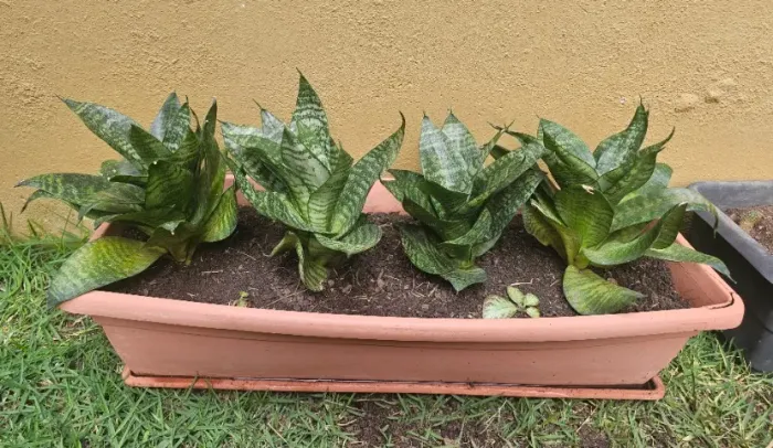 Vaso com Quatro Mudas de Mini Espada de São Jorge