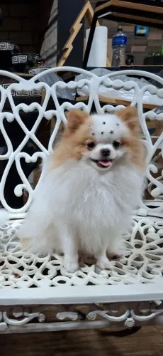 Spitz Alemão Fêmea