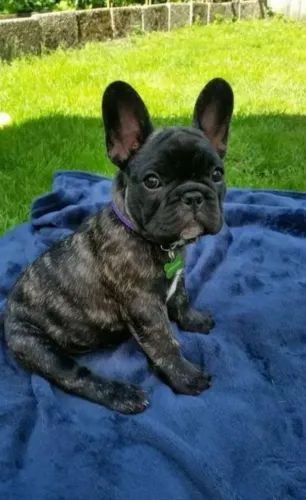 Filhotes de Bulldog Frances | Venha conhecer nossos encantadores companheiros caninos!