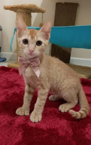 Lindeza de gatinha para adoção.
