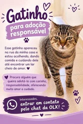 Gatinho Pra Adoção URGENTE!!!