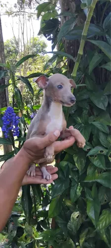 Galgo italiano machos