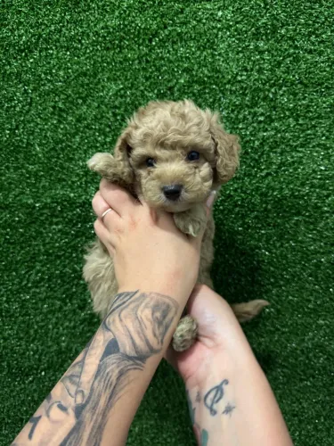 Poodle Toy Red saudável vacinado com garantia e entrega imediata