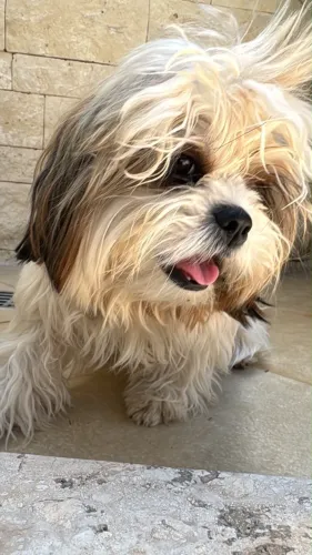 Cachorro